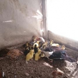 hovsanda saxlayiram zeng edin 24 dene Bala birde A