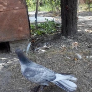 . 16 tuk  haca quyruq erkek. 17 quyruq maya.