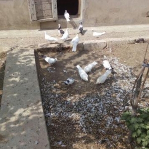 Göyərçin satılır