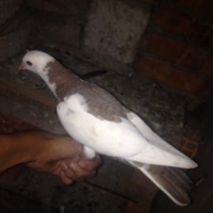 Quslar balaxanıdadı