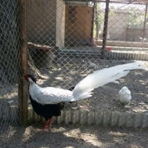 vurgun qesebe. Gumuwu qirqovullar. satilir.