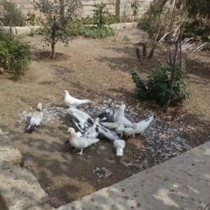 Göyərçin satılır