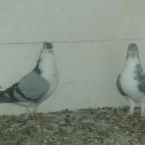 pinqivin quwlar satilir cutduler goy pinqivin erke