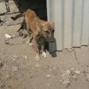 Temiz alabay satilir diwidir 2 ay 18 gunlukdur  iyneleri vurulub qurd