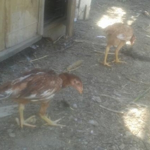 super heyratilar 3 4 ayliq