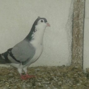 pinqivin quwlar satilir cutduler goy pinqivin erkey boz pinqivin