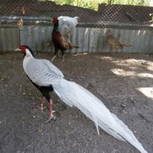 vurgun qesebe. Gumuwu qirqovullar. satilir.