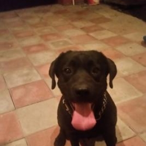 Лабрадо́р-ретри́вер самка 22 месечный