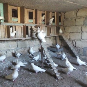 Göyərçin satılır