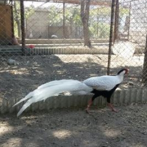 vurgun qesebe. Gumuwu qirqovullar. satilir.