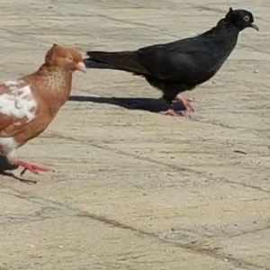 Super  quslar satilir