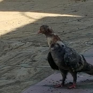 Super  quslar satilir