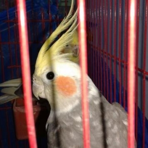 adayu 2 papuqaya Korella   poslednaya