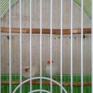 bir cut zebra amadin satiram