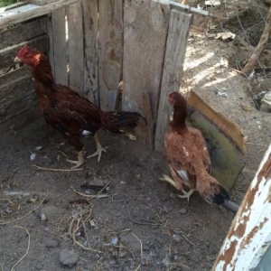 1illik heyratilar Ciddi olanlar zeng vursun