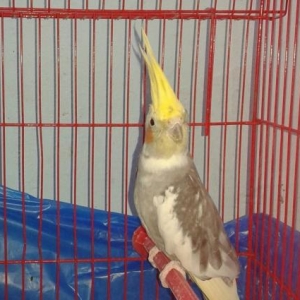 adayu 2 papuqaya Korella   poslednaya