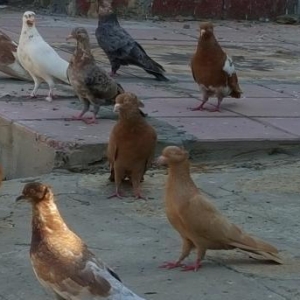 Super  quslar satilir