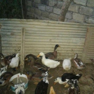 Ördəklər təcili satılır 19 ədəd vığvığ