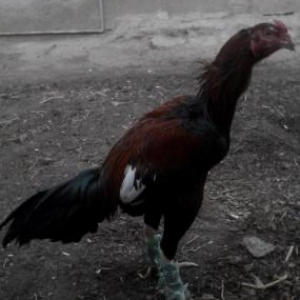 8ayliq bece satilir…isdeyen tayini getirib yoxla