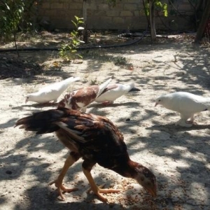 sekilde gorduyunuz goyercinler satilir optavoy 6 d