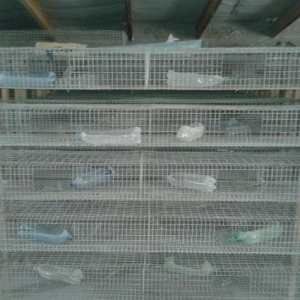 bildirçin qəfəsləri,20 ədəd,təcili satılı