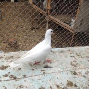 Tecili satilir fikri cidin olan whatsaap da yaza b