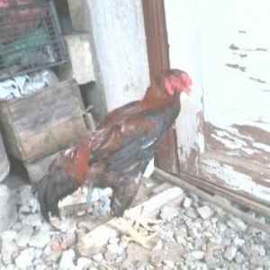 Döyüşqen xoruzdu xayiş edremsadece didi insanl