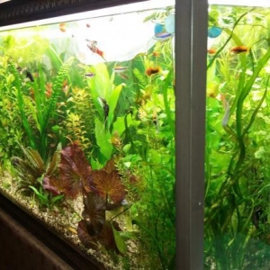 300 litrəlik akvarium satılır.