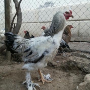 tam saglam becelerdi  temiz qan  gold 7 ayliqdi ql