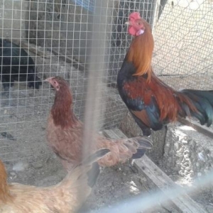 heyratinin yaponkası ag qulaq .7  aylıqdı xoruz