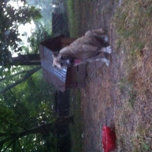 Anasi albay atasi kanqaldi