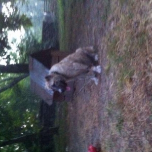 Anasi albay atasi kanqaldi