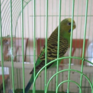 Попугай  вместе с зеленою к�