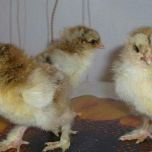 5-6 gunluk Brama Gold cuceleri satilir.