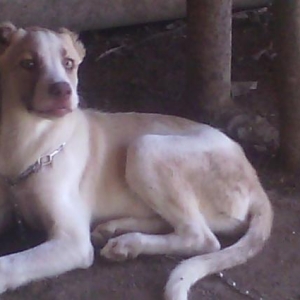 Coban itidi lerikden getiribler saxlaya bilmirem diye satiram 2ayliqdi