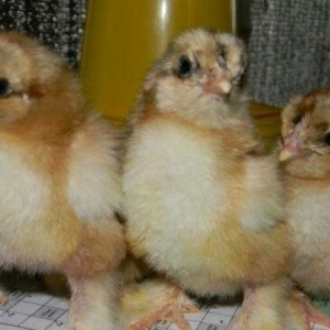 5-6 gunluk Brama Gold cuceleri satilir.