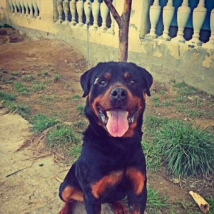 uaw uarimlix rotfeller satilir erkeidi axranasi var