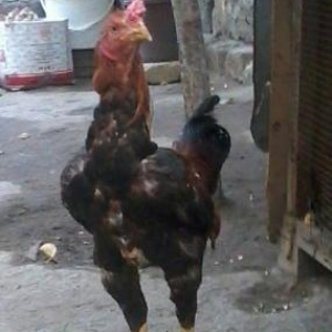 Heyrati bece satiram