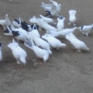 ag badam lelekler wuvelandadi giymeti razilawma yolu ile