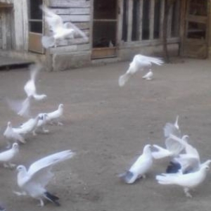 ag badam lelekler wuvelandadi giymeti razilawma yolu ile