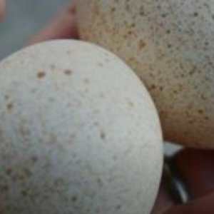 tovuz qusu yumurtasi oliram teze olsun