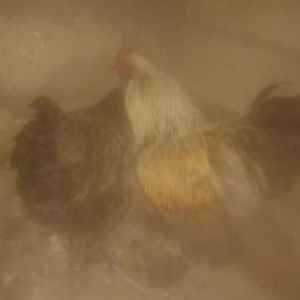 brama beçeleri qiymeti razilaşma yolu ile