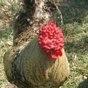 Cins sortdu gul pipik xoruz