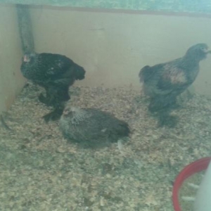 brama beçeleri qiymeti razilaşma yolu ile