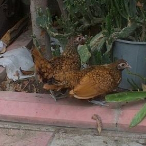 zibirid gumuwu qizili sibirayitlarin yumurtasi ve cuceleri yumurtasi