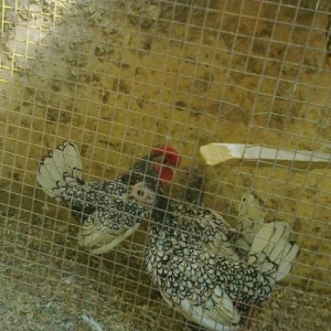 zibirid gumuwu qizili sibirayitlarin yumurtasi ve 