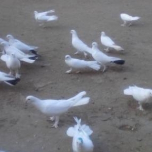 ag badam lelekler wuvelandadi giymeti razilawma yo