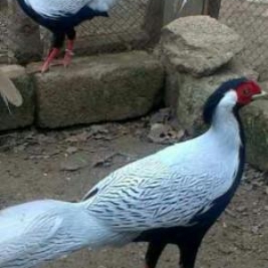 orginal gumusu 3 ay yarimliq xoruzdar var fere ile