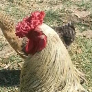 Cins sortdu gul pipik xoruz