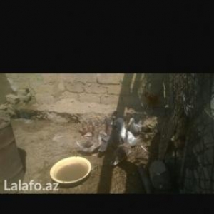 9 ördek deyisirem Brama ile